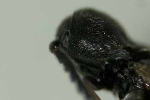 Réf. 282 837 : Microrhagus emyi